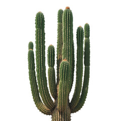 Tall Cactus With Multiple Arms Stands Isolated on White Background in Bright Light