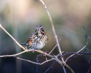 Redwing, Turdus iliacus, winter migration, foraging for food, Ensors Pool, Warwickshire, December 2025