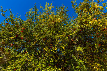Pomegranate tree growing along the Vale Judeu Circular Trail near Loul&eacute;, Algarve, Portugal