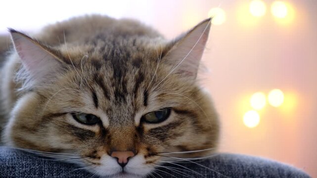 Portrait of well-fed cat, lounging, close up eyes. Relaxing and ready to nap. Calmness, tranquil ambiance	