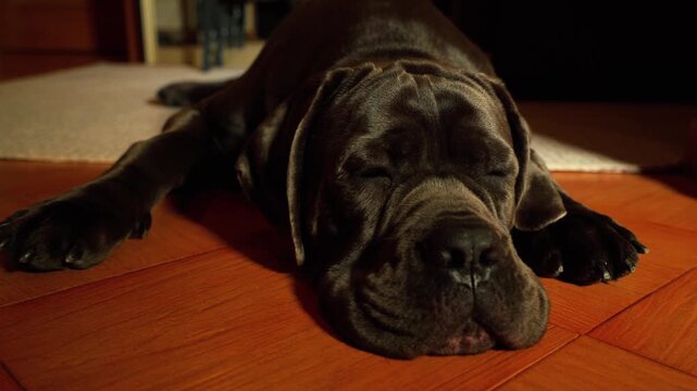 Close-up of young Cane Corso dog tired after a walk and lying on the floor in the house 4K
