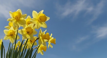 Fototapeta premium Yellow Daffodils Blooming Against Blue Sky, Springtime Floral