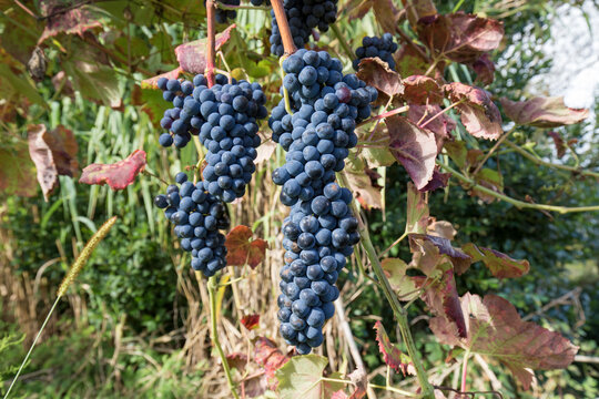 Pormenor de cachos de uvas tintas org&acirc;nicas de elevada qualidade. Produ&ccedil;&atilde;o de vinho tinto Vinho Verde.