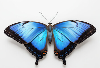 Blue Morpho butterfly, Costa Rica, top view on white background, macro photography
