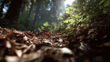 Forest floor leaves and sunlight