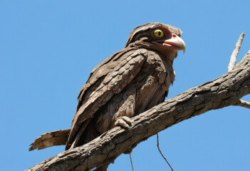 Potoo perfectly camouflaged as a dry branch, blue sky background