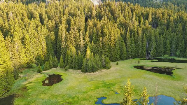 Swamp with lot of green duckweed for fish and waterfowl in forest in mountain valley of Rhodope Mountains
