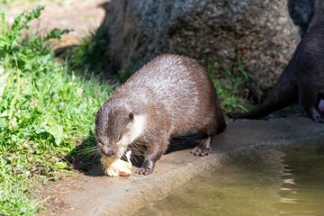 Obraz premium Portrait of an Asian small clawed otter (amblonyx cinerea) eating by the waters edge