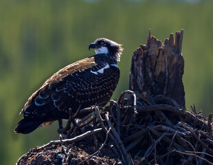 Osprey in a nest looking for its mate