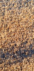 Fototapeta premium Sunlit natural sand texture with warm golden tones and fine sparkling grains. Abstract beach background with soft shadows and detailed surface pattern for design use