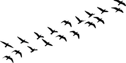 Fototapeta premium Flock of Birds Flying in V-Formation Silhouette
