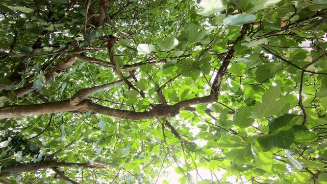 View from below of a fig tree canopy with broad green leaves filtering sunlight in the Valle di Comino, amid the Italian Apennine Mountains of the Lazio region.