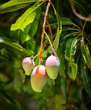 mango fruit on a tree