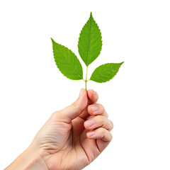A person grasping a green leaf in their hand, highlighting nature and the connection with environment