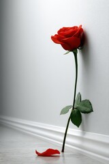 Single Red Rose with Water Droplets Leaning Against White Wall with Baseboard in Dramatic Lighting and Fallen Petal on Wet Surface for Romantic Mood