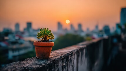 Small Green Succulent Plant in Terra Cotta Pot on Concrete Balcony Overlooking Urban Cityscape at Sunset with Warm Hues and Blurred Background