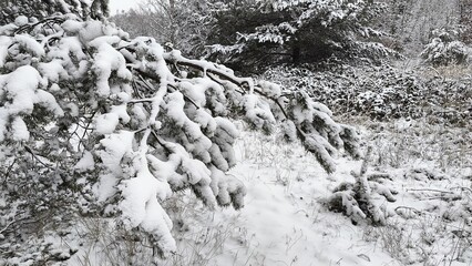 Winter Forest: Snow-Covered Pine Branches in Quiet Landscape