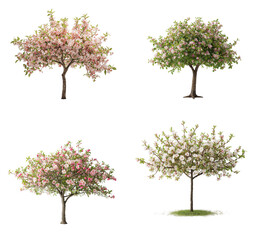 Beautiful spring flowering tree isolated on transparent background