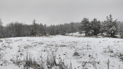 Winter Landscape: Snowy Field with Evergreen Trees