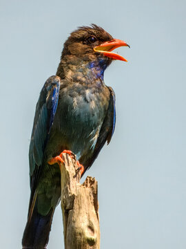 Oriental Dollarbird (Eurystomus orientalis) in Australia