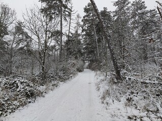Winter Forest Path in Snowy Landscape