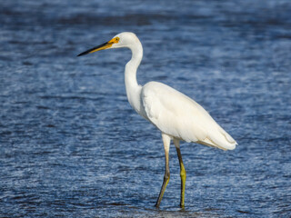 Little Egret (Egretta garzetta) in Australia