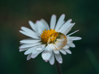 Fototapeta premium OLYMPUS DIGITAL CAMERA