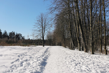 Obraz premium Snowy forest path in winter landscape. Footpath covered with fresh snow between bare trees. Cold sunny day in nature. Peaceful woodland scenery with clear blue sky. Quiet outdoor trail.