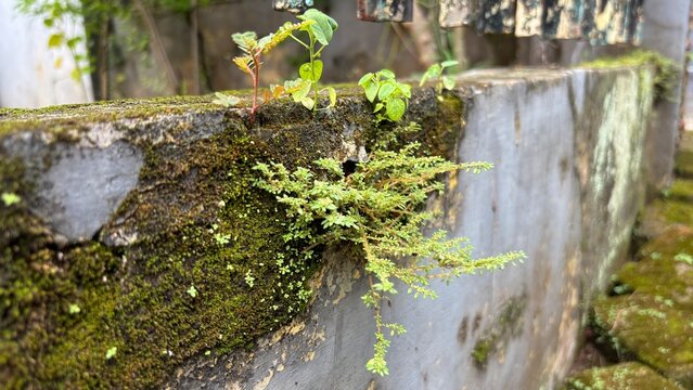 Plants that grow attached to the mossy wall (Pilea microphylla)