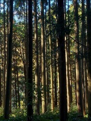 Obraz premium forest in autumn