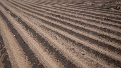 Vast agricultural field stretching distance rows freshly plowed soil horizon rich dark brown color evenly