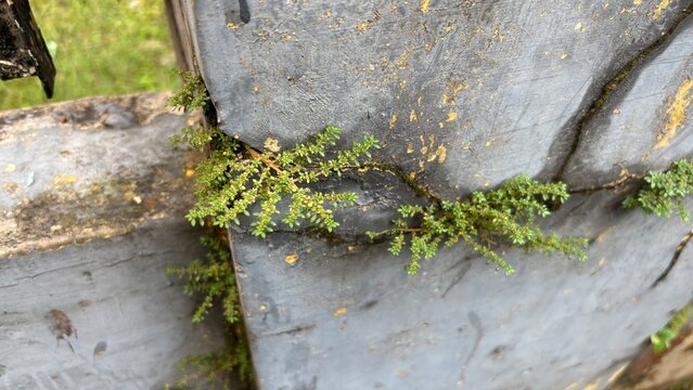 Plants that grow attached to the mossy wall (Pilea microphylla)