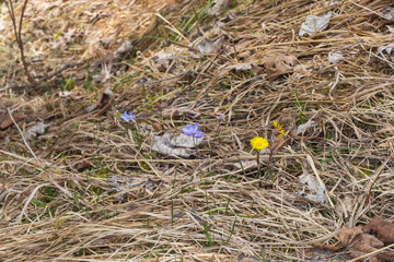 Wilde Leberblumen und Huflattich