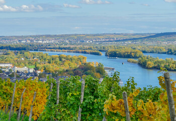 Blick auf Rhein von Weinberg