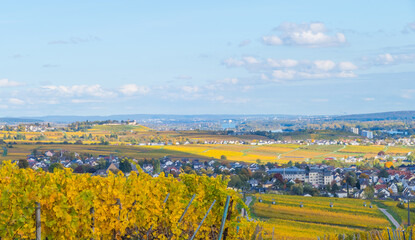 Weinberg mit Blick nach R&uuml;desheim von oben