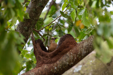 Fototapeta premium Rufous hornero perched on a mud nest with a beetle in its beak in Florestópolis Brazil