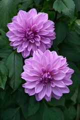 Two decorative magenta Dahlia blossoms