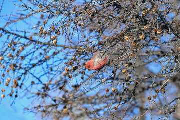 tree with red berries