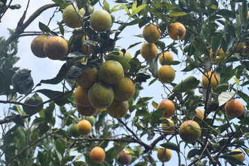 Oranges on a tree, their orange color ready to be harvested
