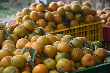 A pile of oranges, harvested from the tree, ready to be marketed