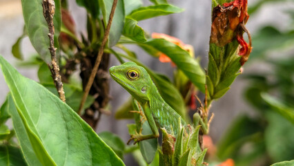 A vivid green crested lizard (Bronchocela cristatella) camouflaged among lush foliage. The slender reptile features a spiny nape crest and keen eyes, blending into the surrounding green leaves.