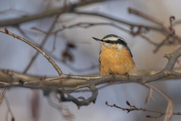 red-breasted nuthatch (Sitta canadensis) in winter