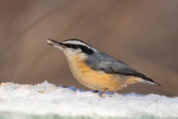 red-breasted nuthatch (Sitta canadensis) in winter