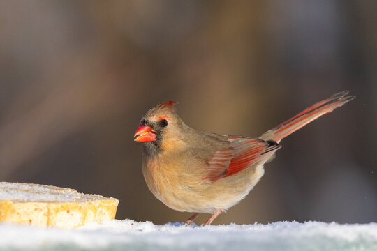  northern cardinal (Cardinalis cardinalis) portrait 