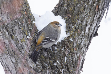 Female pine grosbeak (Pinicola enucleator) in winter