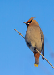Bohemian waxwing (Bombycilla garrulus) in winter