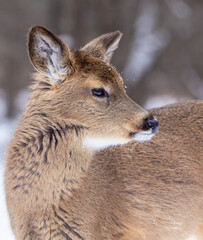 Young white-tailed deer (Odocoileus virginianus) portrait in winter