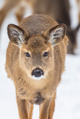 Young white-tailed deer (Odocoileus virginianus) portrait in winter