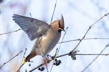 Bohemian waxwing (Bombycilla garrulus) in winter