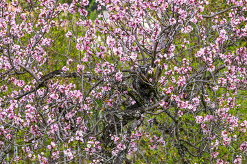 Obraz premium Blossoming almond tree in Majorca, Mallorca, Balearic Islands, Spain, Europe